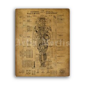 Printable Occult Anatomy, Anatomiae Occultii esoteric kabbalah poster - vintage print poster