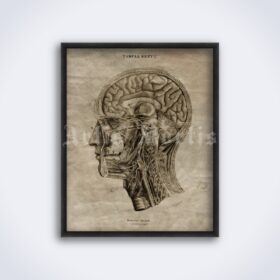 Printable Human Brain lateral cross-section medical anatomy poster - vintage print poster