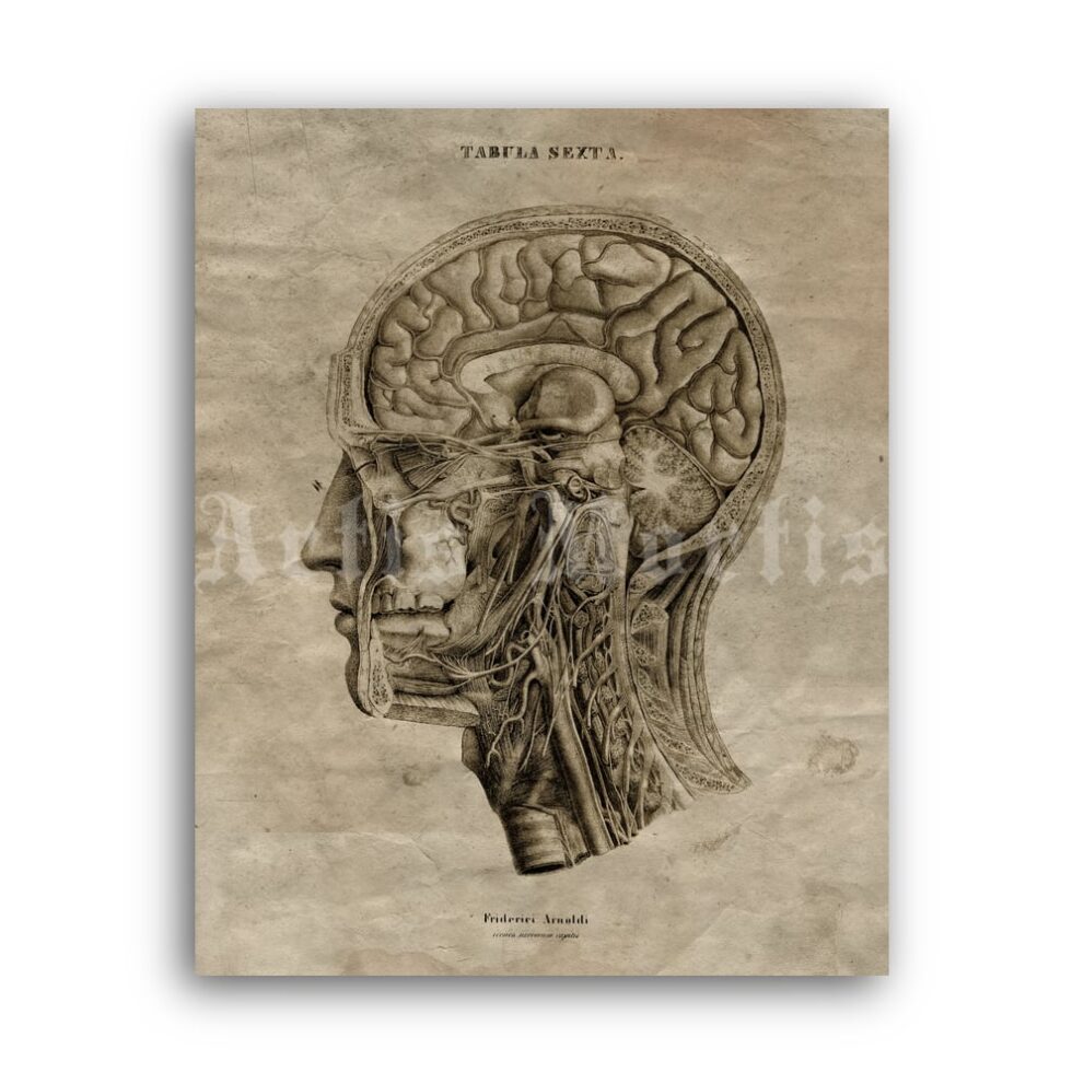 Printable Human Brain lateral cross-section medical anatomy poster - vintage print poster