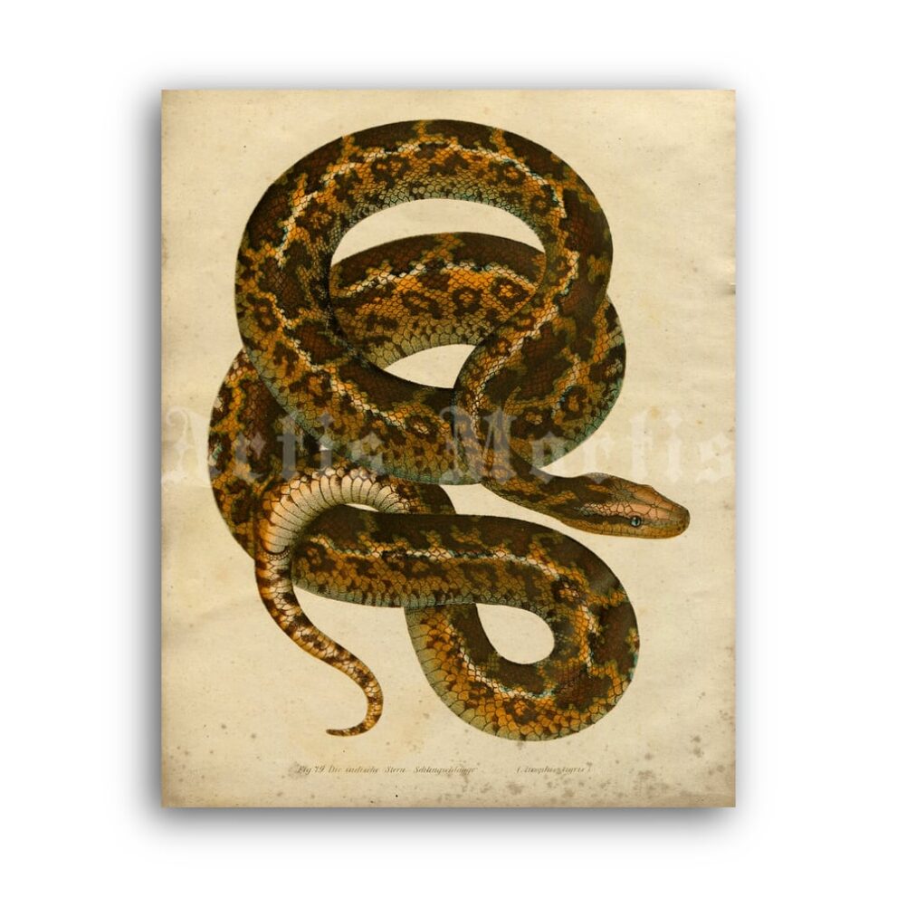 Printable Atrophis Tigris snake natural history illustration poster - vintage print poster
