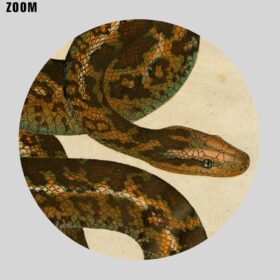 Printable Atrophis Tigris snake natural history illustration poster - vintage print poster