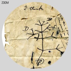 Printable Charles Darwin notebook Tree of Life evolution diagram sketch - vintage print poster