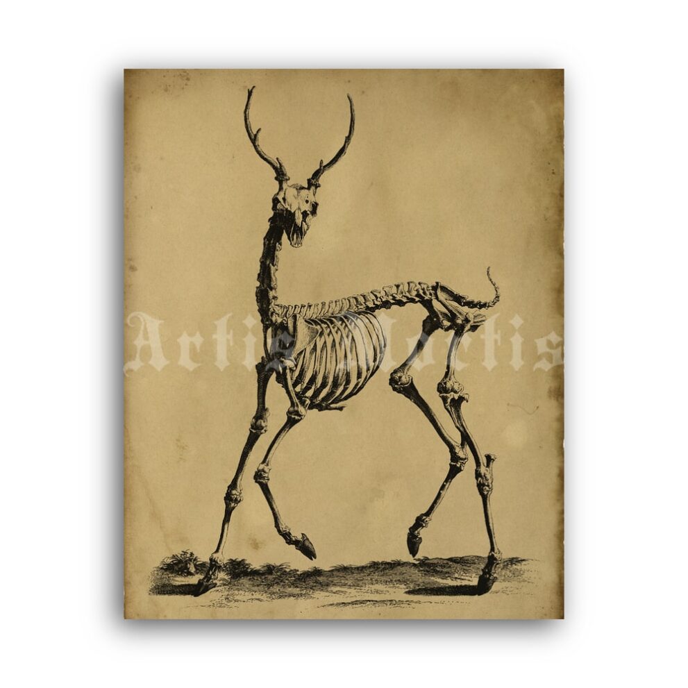 Printable Deer Skeleton antique zoology anatomy illustration - vintage print poster