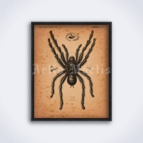 Printable Tarantula spider vintage arachnid, natural history illustration - vintage print poster