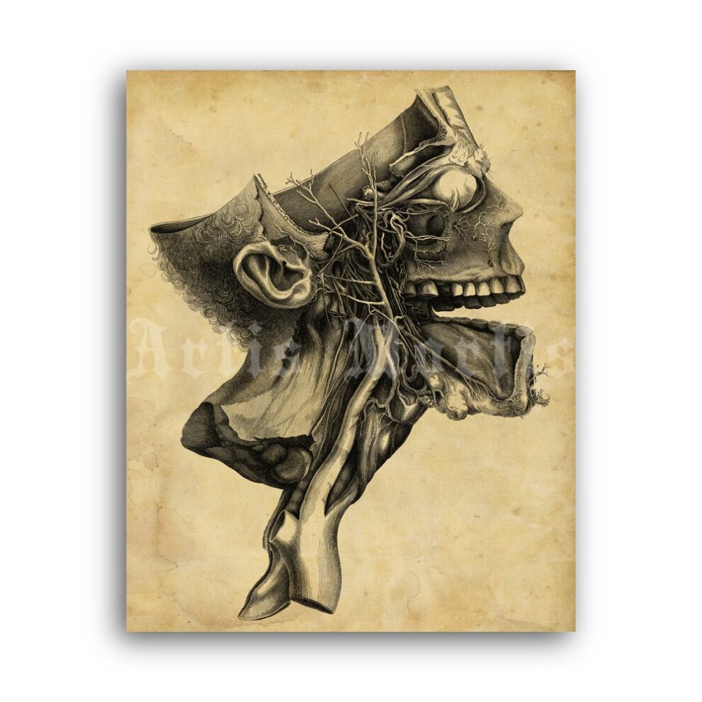 Printable Human skull cross-section antique anatomy illustration poster - vintage print poster