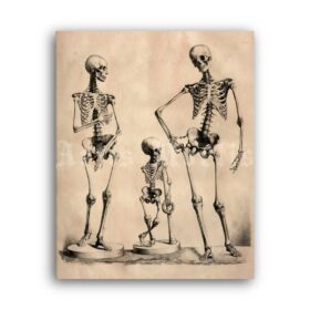 Printable Family of Skeletons - medical art, anatomy poster - vintage print poster