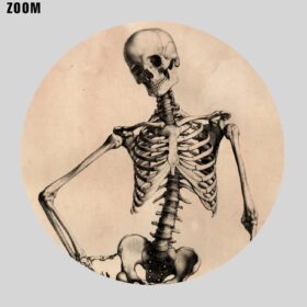 Printable Family of Skeletons - medical art, anatomy poster - vintage print poster