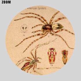 Printable American Spiders tab vintage natural history illustration poster - vintage print poster