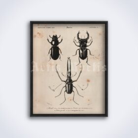 Printable Stag beetles, bugs - Natural history, insects illustration - vintage print poster