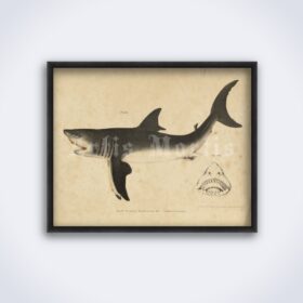 Printable Great White Shark, monster fish nautical illustration poster - vintage print poster