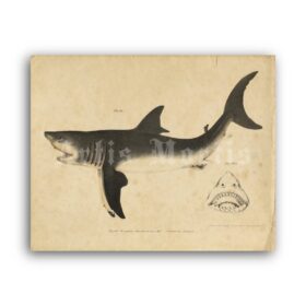 Printable Great White Shark, monster fish nautical illustration poster - vintage print poster