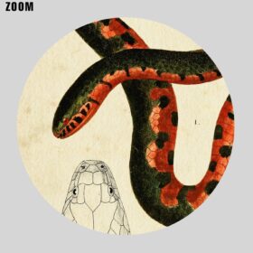 Printable Hydrops, water snake - vintage zoology, natural history poster - vintage print poster