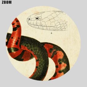 Printable Hydrops, water snake - vintage zoology, natural history poster - vintage print poster