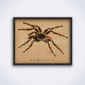 Printable Brazilian Tarantula spider vintage natural history illustration - vintage print poster