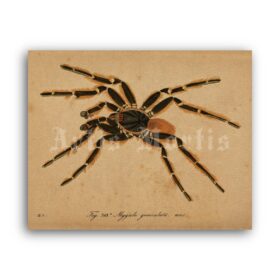 Printable Brazilian Tarantula spider vintage natural history illustration - vintage print poster