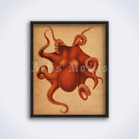 Printable Orange Octopus - vintage nautical illustration poster - vintage print poster