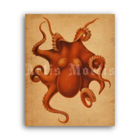 Printable Orange Octopus - vintage nautical illustration poster - vintage print poster