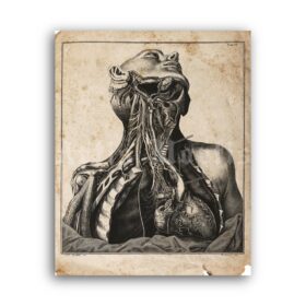 Printable Antique neurology, human anatomy medical illustration poster - vintage print poster