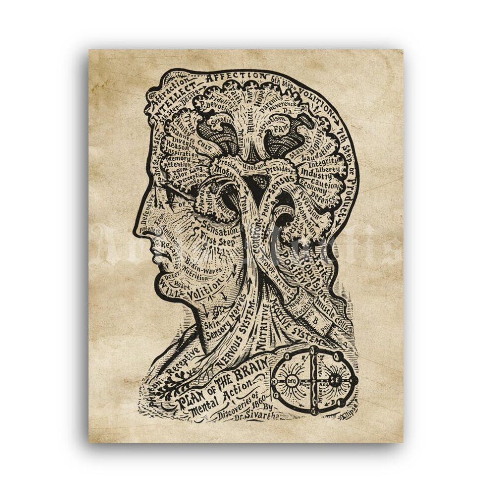 Printable Plan of the Brain - Book of Life, Dr. Sivartha, phrenology poster - vintage print poster