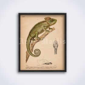 Printable Chameleon, reptilian - vintage zoology, natural history poster - vintage print poster