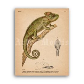 Printable Chameleon, reptilian - vintage zoology, natural history poster - vintage print poster