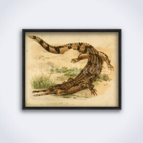 Printable African slender-snouted crocodile - zoology illustration poster - vintage print poster