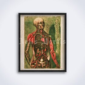 Printable Human internal organs, viscera, muscles - medical illustration - vintage print poster