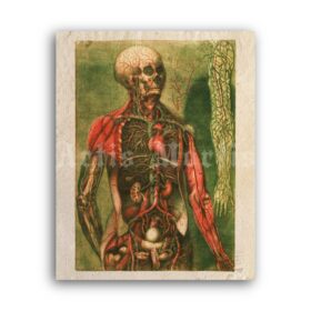 Printable Human internal organs, viscera, muscles - medical illustration - vintage print poster
