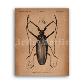 Printable Giant Longhorn Beetle - Natural history, entomology, insect print - vintage print poster