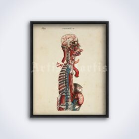 Printable Human internal organs, brain, veins - medical illustration - vintage print poster