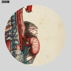 Printable Human internal organs, brain, veins - medical illustration - vintage print poster