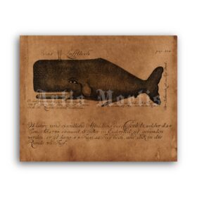 Printable Giant Whale medieval bestiary, natural history art illustration - vintage print poster