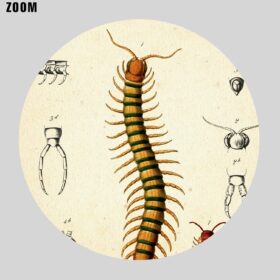 Printable Scorlopendra, Myriapoda tab vintage natural history poster - vintage print poster
