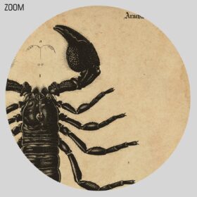 Printable Scorpion poisonous spider vintage natural history illustration - vintage print poster