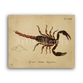 Printable Giant Forest Scorpion vintage natural history illustration - vintage print poster