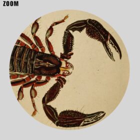 Printable Giant Forest Scorpion vintage natural history illustration - vintage print poster