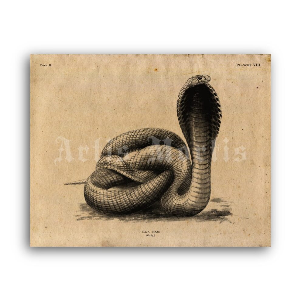 Printable Egyptian Cobra poisonous snake - zoology natural history poster - vintage print poster