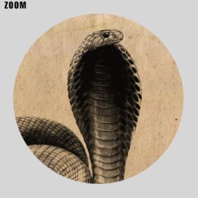 Printable Egyptian Cobra poisonous snake - zoology natural history poster - vintage print poster
