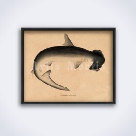 Printable Hammerhead Shark, monster fish nautical illustration poster - vintage print poster