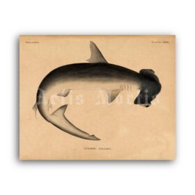 Printable Hammerhead Shark, monster fish nautical illustration poster - vintage print poster