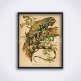 Printable Iguana, reptilian - vintage zoology, natural history art poster - vintage print poster