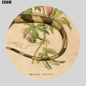Printable Iguana, reptilian - vintage zoology, natural history art poster - vintage print poster