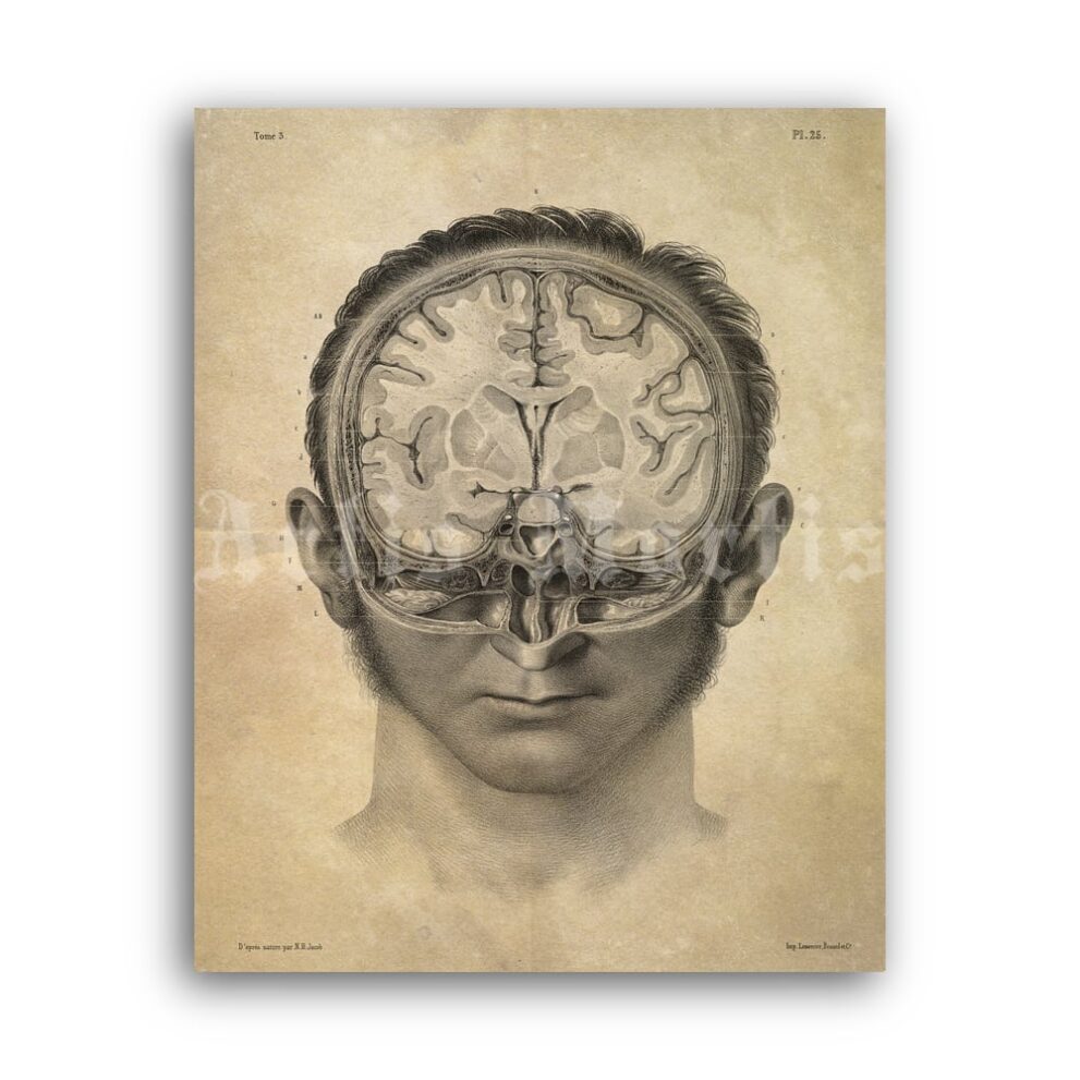 Printable Human Brain cross-section - anatomy, neuroscience poster - vintage print poster