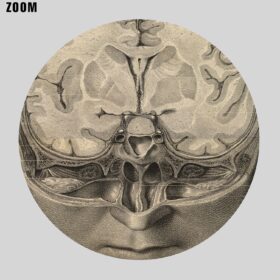 Printable Human Brain cross-section - anatomy, neuroscience poster - vintage print poster