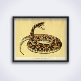Printable Poisonous Viper snake - zoology, natural history art poster - vintage print poster