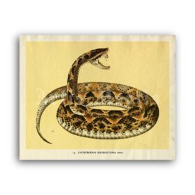 Printable Poisonous Viper snake - zoology, natural history art poster - vintage print poster
