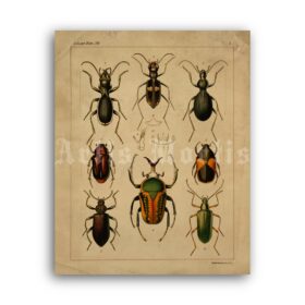 Printable Insects, beetles, bugs - Entomology, natural history illustration - vintage print poster