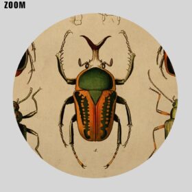 Printable Insects, beetles, bugs - Entomology, natural history illustration - vintage print poster
