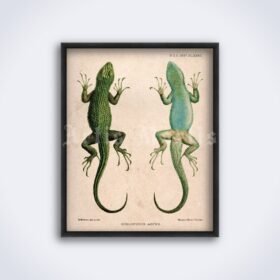 Printable Spiny Lizard illustration, reptilian - vintage zoology art poster - vintage print poster