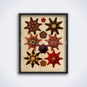 Printable Sea Stars, Starfish - vintage nautical illustration poster - vintage print poster